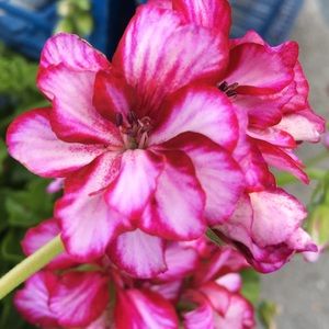 Meet your Posher, Maija